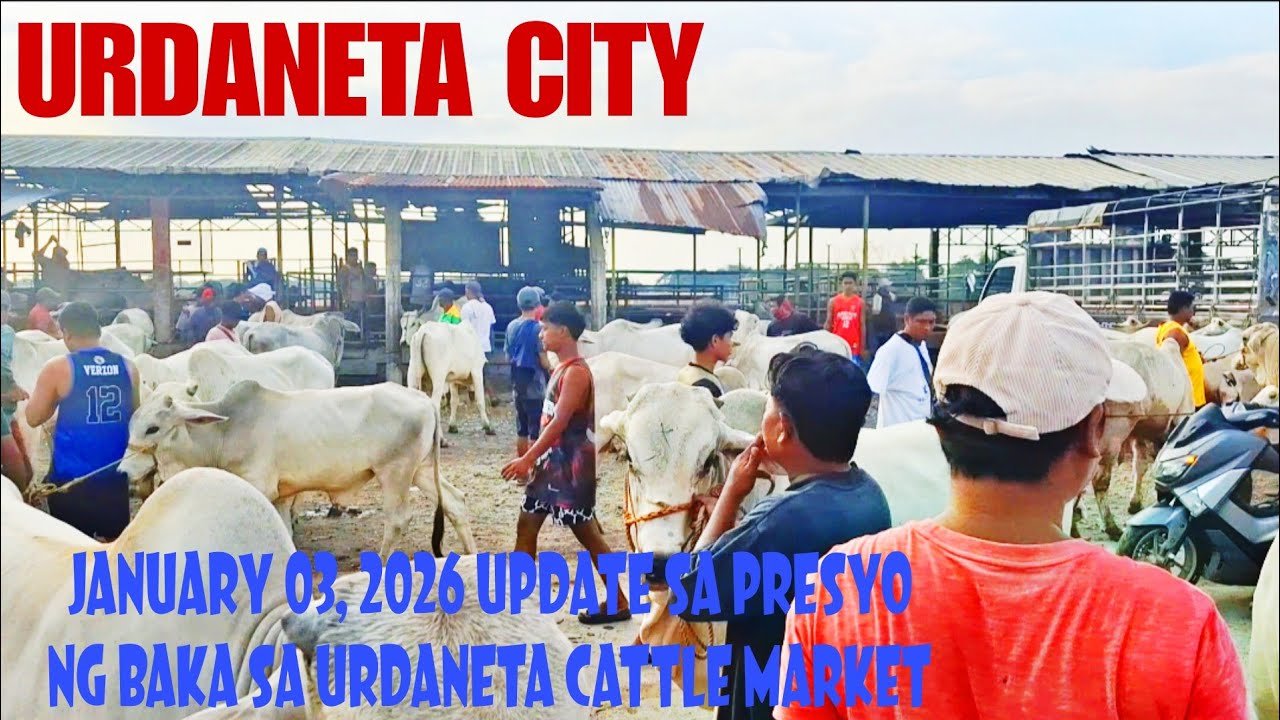 January 03,2026, Update sa Presyo ng Baka at Kalabaw sa Urdaneta City Cattle Market #marketday