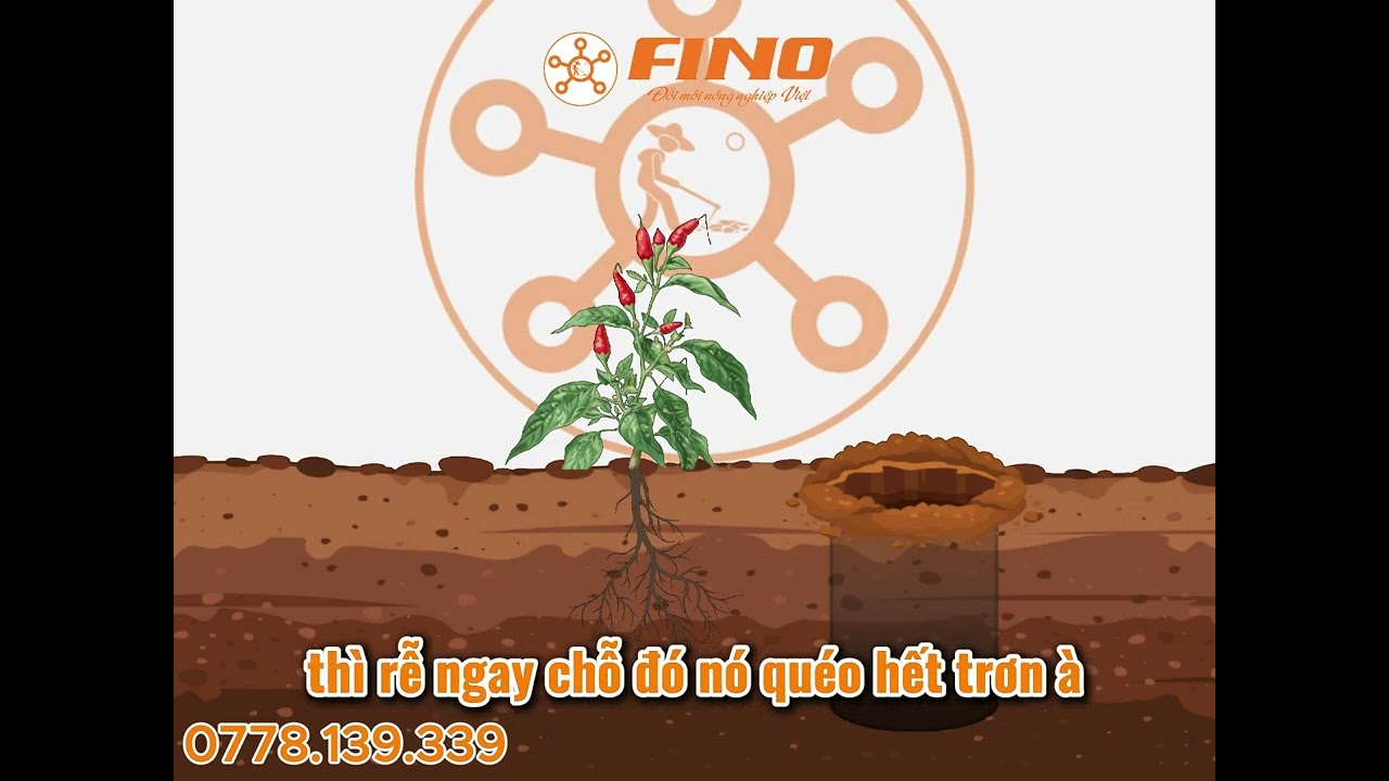 Hướng dẫn kỹ thuật trồng ớt | Tổng hợp kỹ thuật, lưu &yacute;, quan niệm b&oacute;n ph&acirc;n, ph&ograve;ng trị th&aacute;n thư