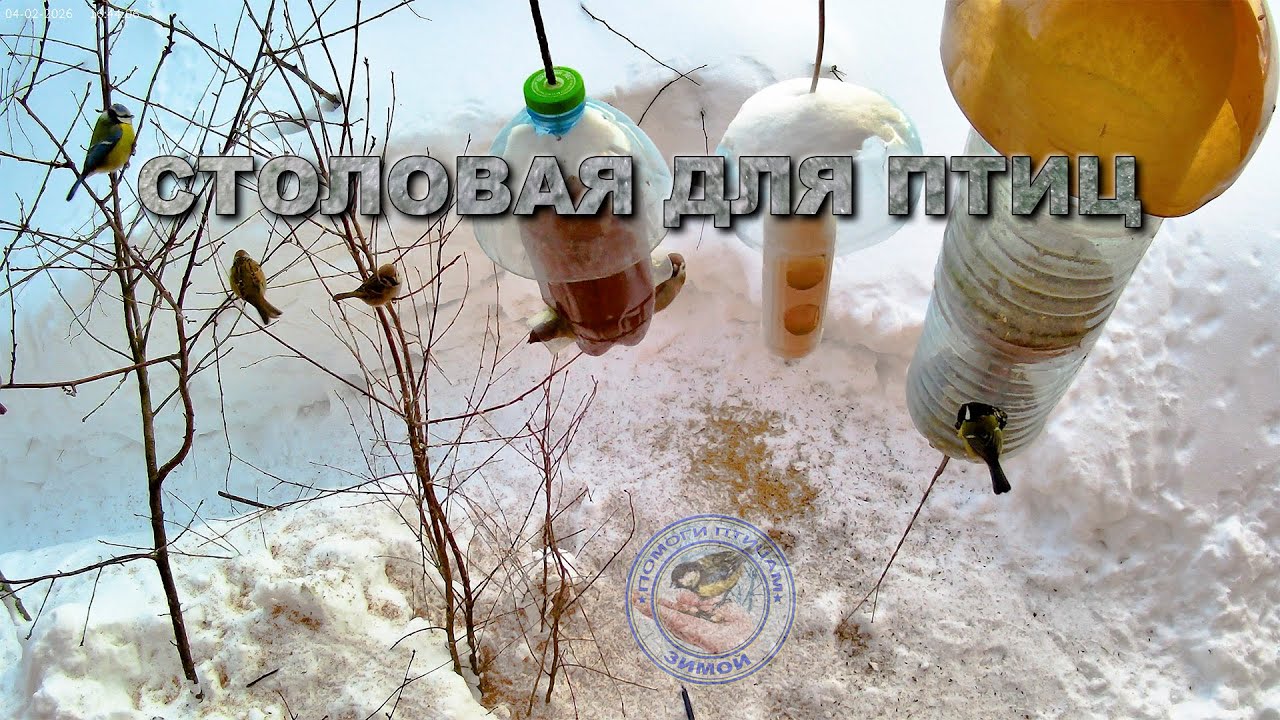 Кормушка для птиц 4 февраля 2026 года (15)