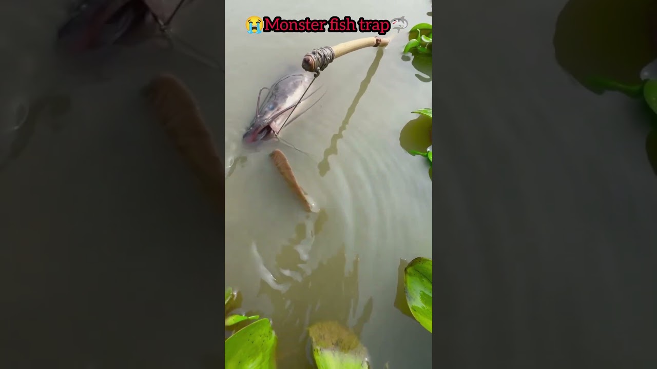 😭 Big monster fish trap🦈🤣| big fish trap | fish video 