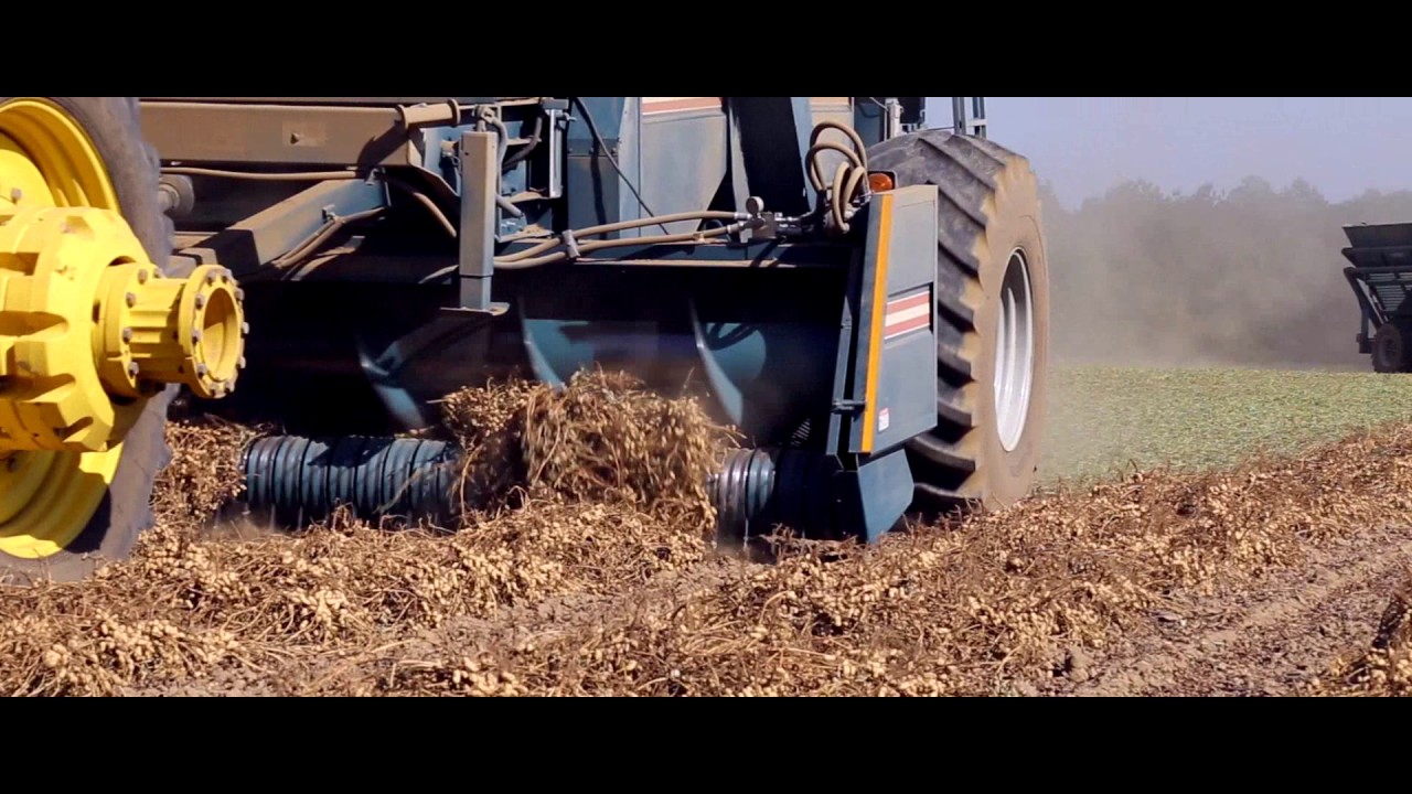 Peanuts harvesting TRIPLE C FARMS Jakin Ga