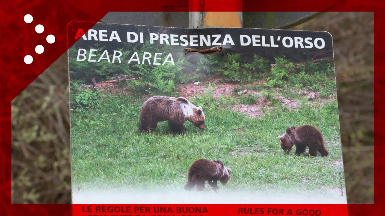 Caldes, i boschi attorno al paese della Val di Sole in cui è stato ucciso da un orso Andrea Papi