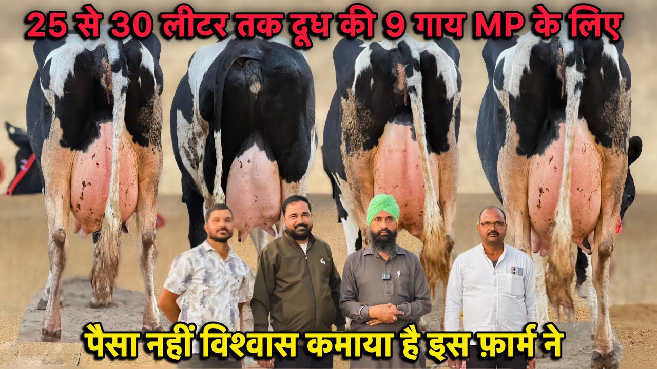 25 से 30 लीटर तक दूध की 9 गाय MP के लिए👍गंगानगर की टॉप ब्रीड👌High Milking HF & Cross Breed Cows
