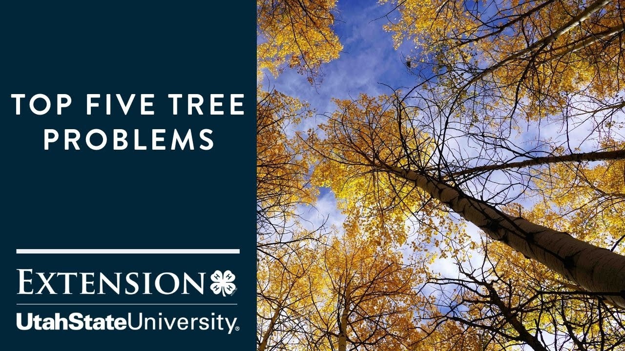 Top Five Tree Problems