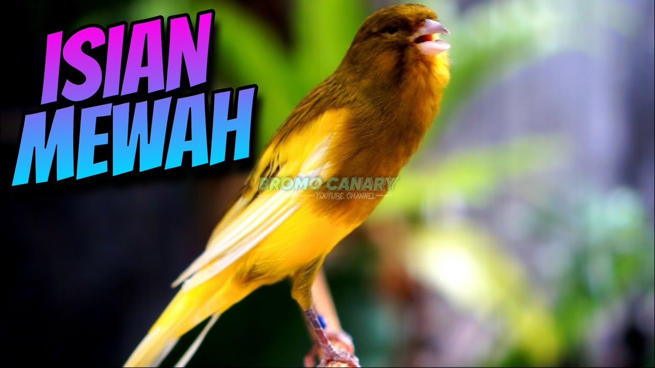 SUARA BURUNG KENARI GACOR ISIAN MERDU BIKIN RINDU - MASTERAN KENARI ISIAN BLACKTHROAT GACOR