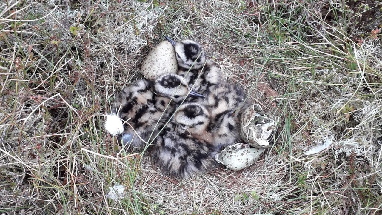 WEBINAR: 2024 UK breeding season