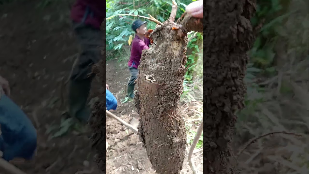 Panen singkong di gunung