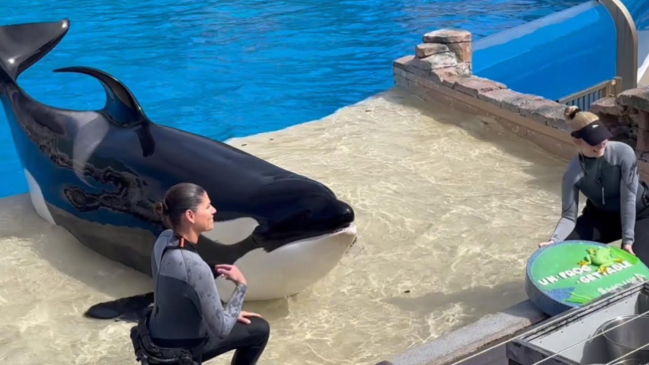 Встреча с косаткой в ​​честь 32-летия Шуки в SeaWorld Сан-Диего, 25 февраля 2025 г., 12:00