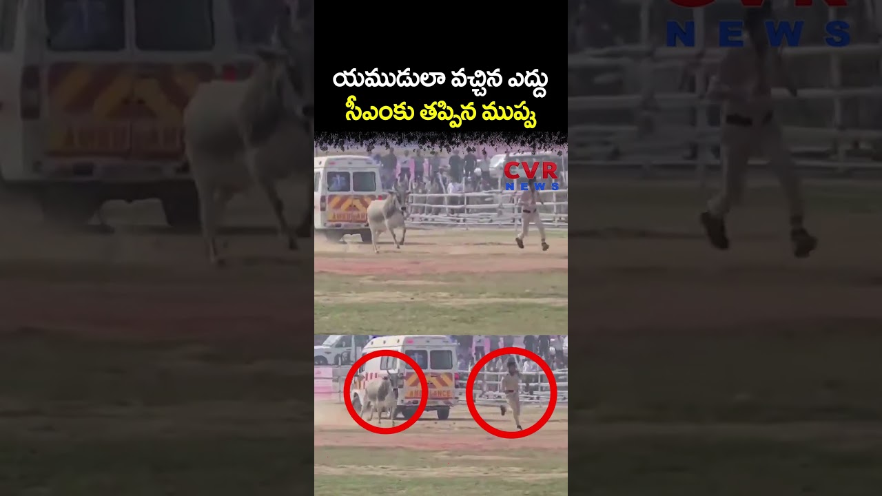 యముడులా వచ్చిన ఎద్దు, సీఎం కు తప్పిన ముప్పు | Bihar CM Nitish Kumar | CVR NEWS