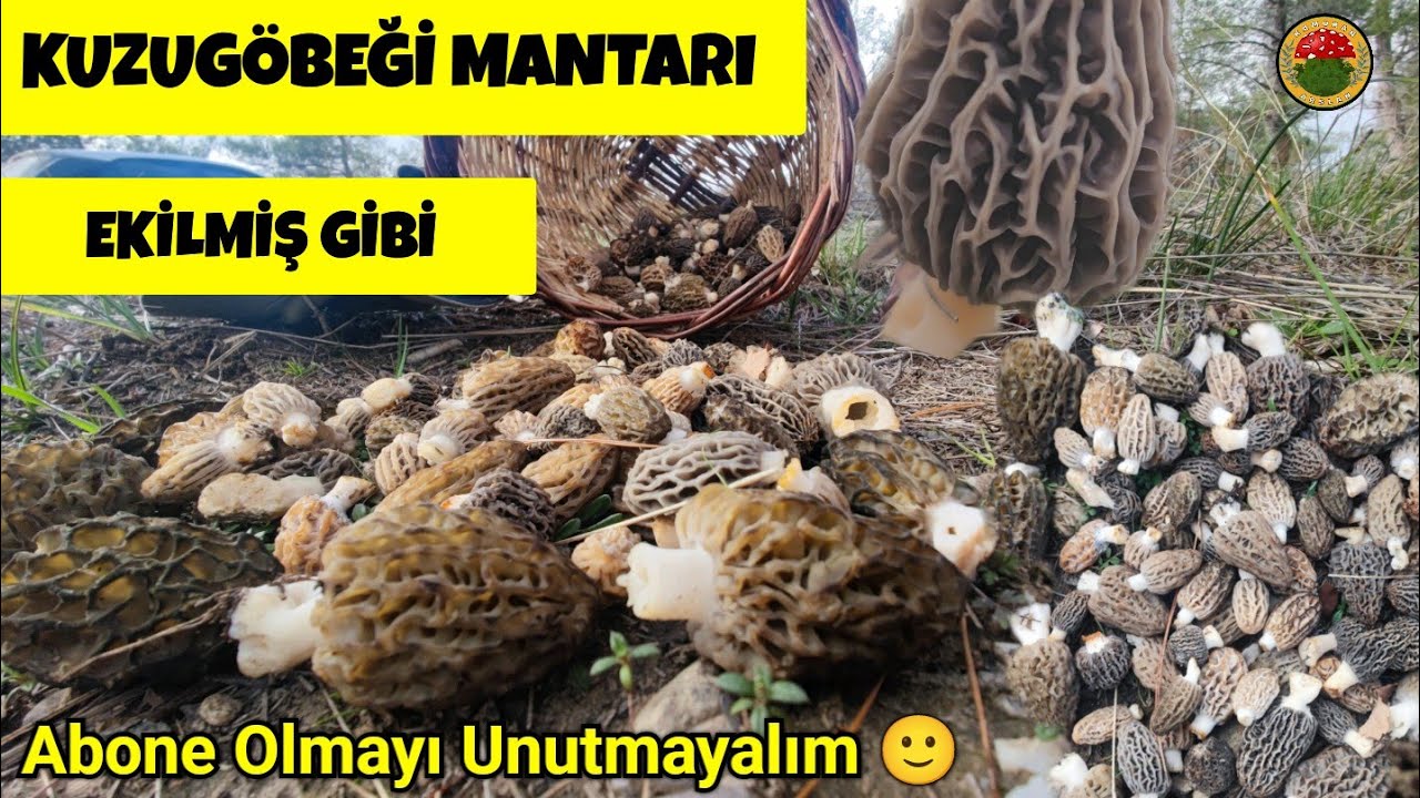 Yeni Sezon Kuzugöbeği Yağmuru.