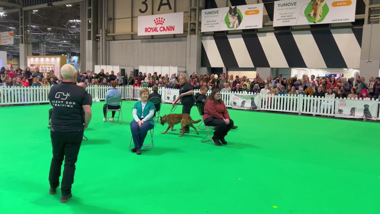Scent Work Demonstration - Lyn Bowers and Di Martin. Crufts 2023