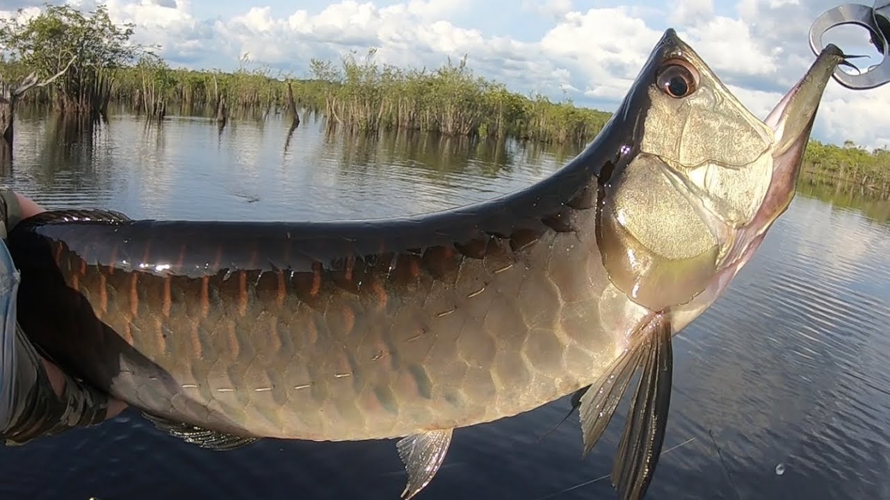 Silver Arowana Fishing In Amazon JUNGLE