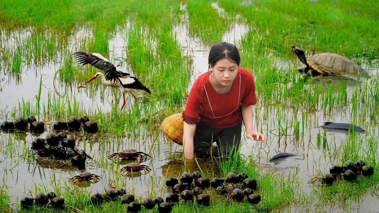 Poor Girl Harvests Crabs, Snails, And Fish From The Field To Cook Delicious Rustic Dishes.