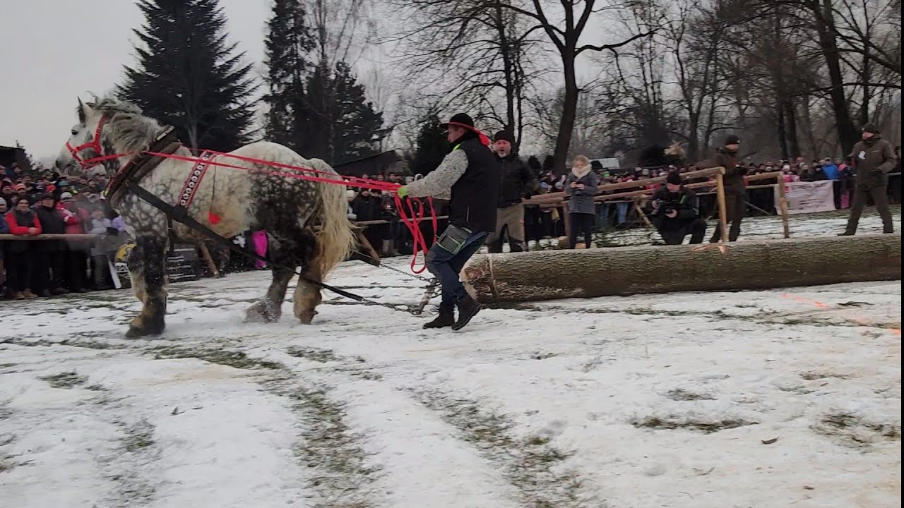 Wengіеrska Gоrka 1.02.2026 Довжина 15 Метрів 1.70 куба вага 1300 кг Частина перша Проба в поєдинку.