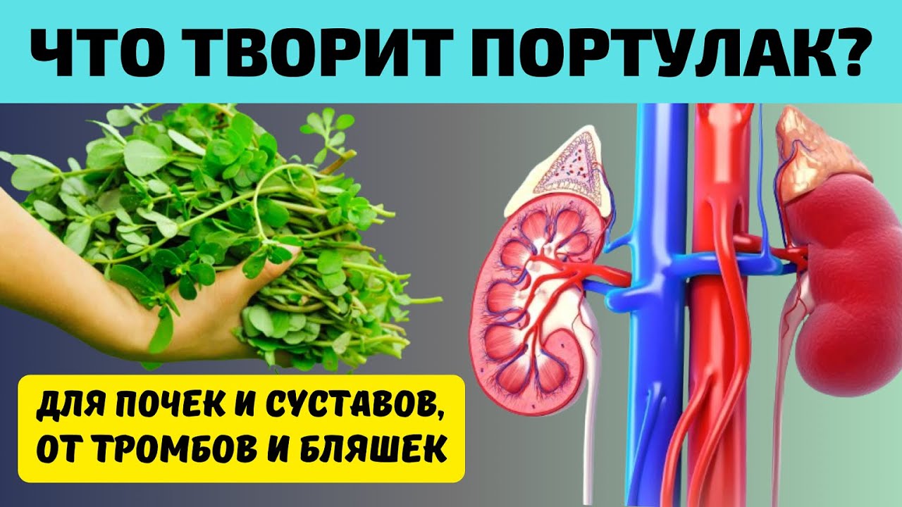ЕМ и ОЖИВАЮ! Что Творит ПОРТУЛАК? Простой Сорняк или природный Лекарь! Для ПОЧЕК, СУСТАВОВ и даже...