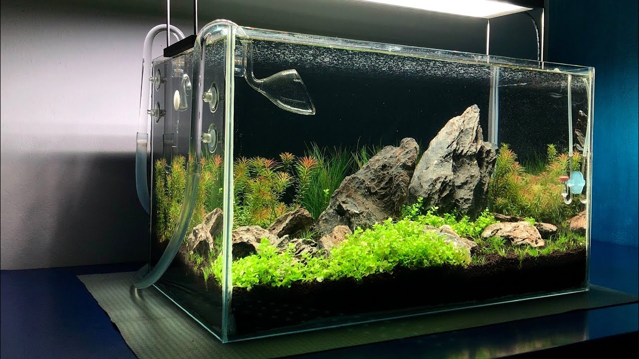 Aquascaping para principiantes | 60p high tech tank. #aquascaping #natureaquarium #stepbystep
