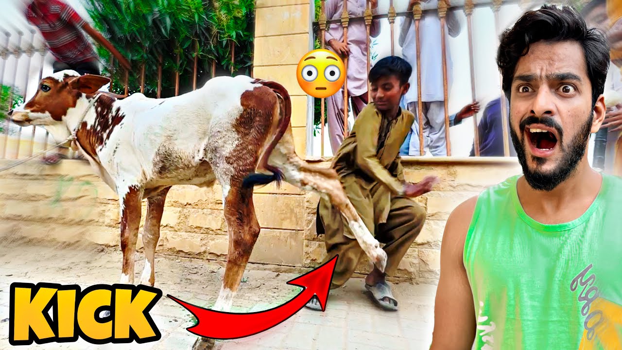 COW NE BACHE KI GALAT JAGA PAY KICK MAAR DI😡 | MISHKAT KHAN