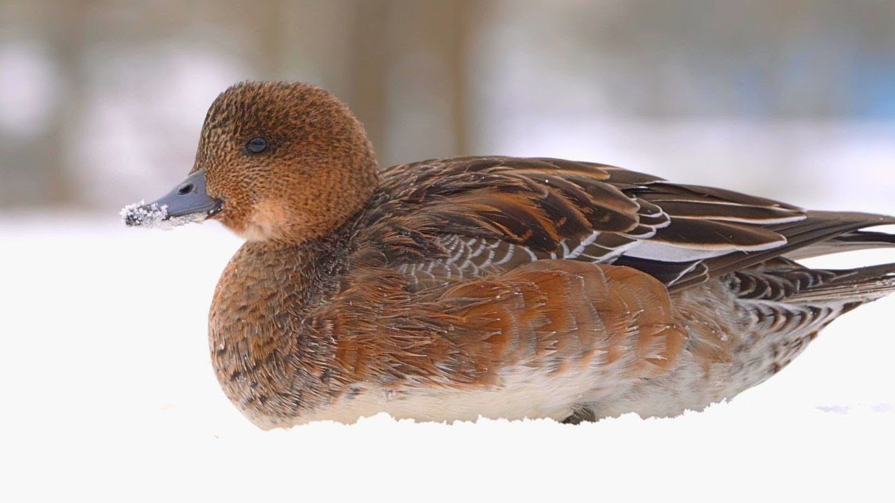 Tiny Female Eurasian Wigeon Duck Alone on a Cold Snow [4K]