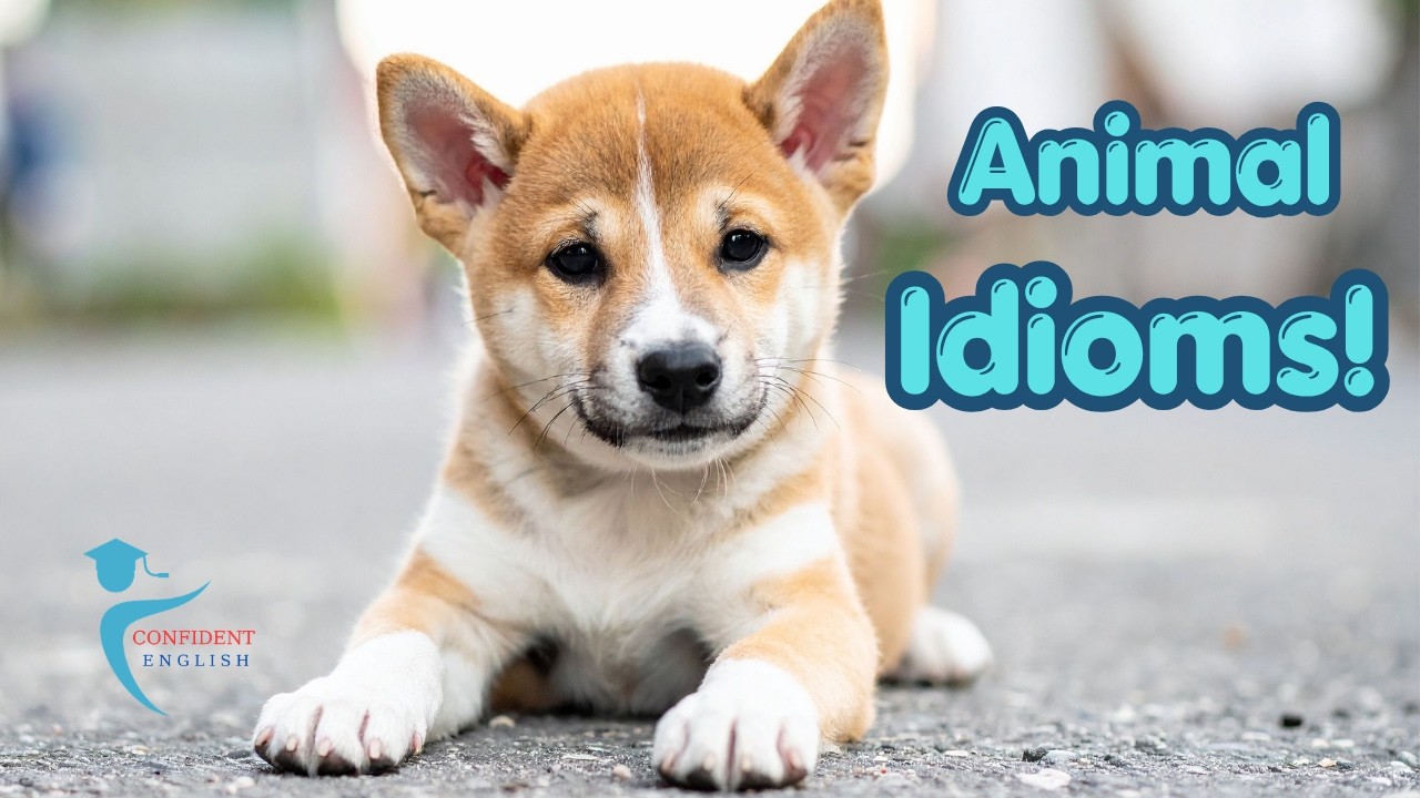 English Idioms - Animals II
