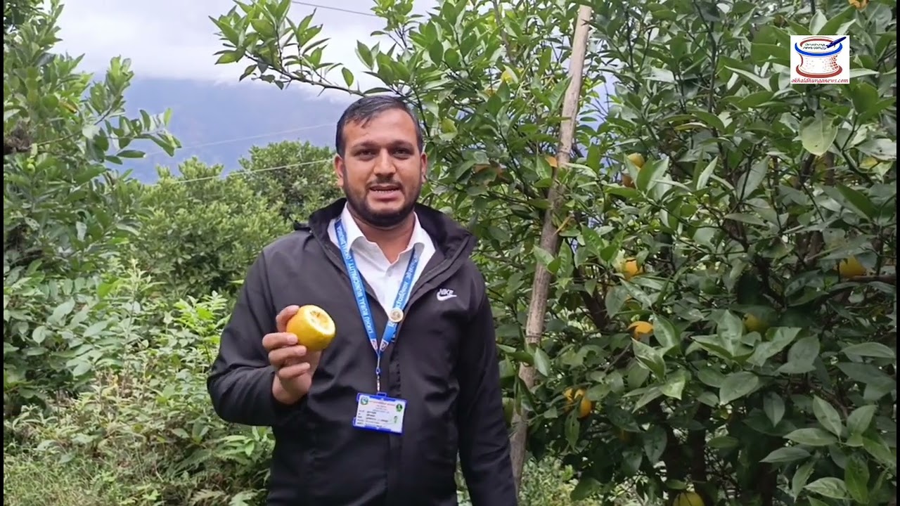 जुनारमा औंसा किराको प्रकोप