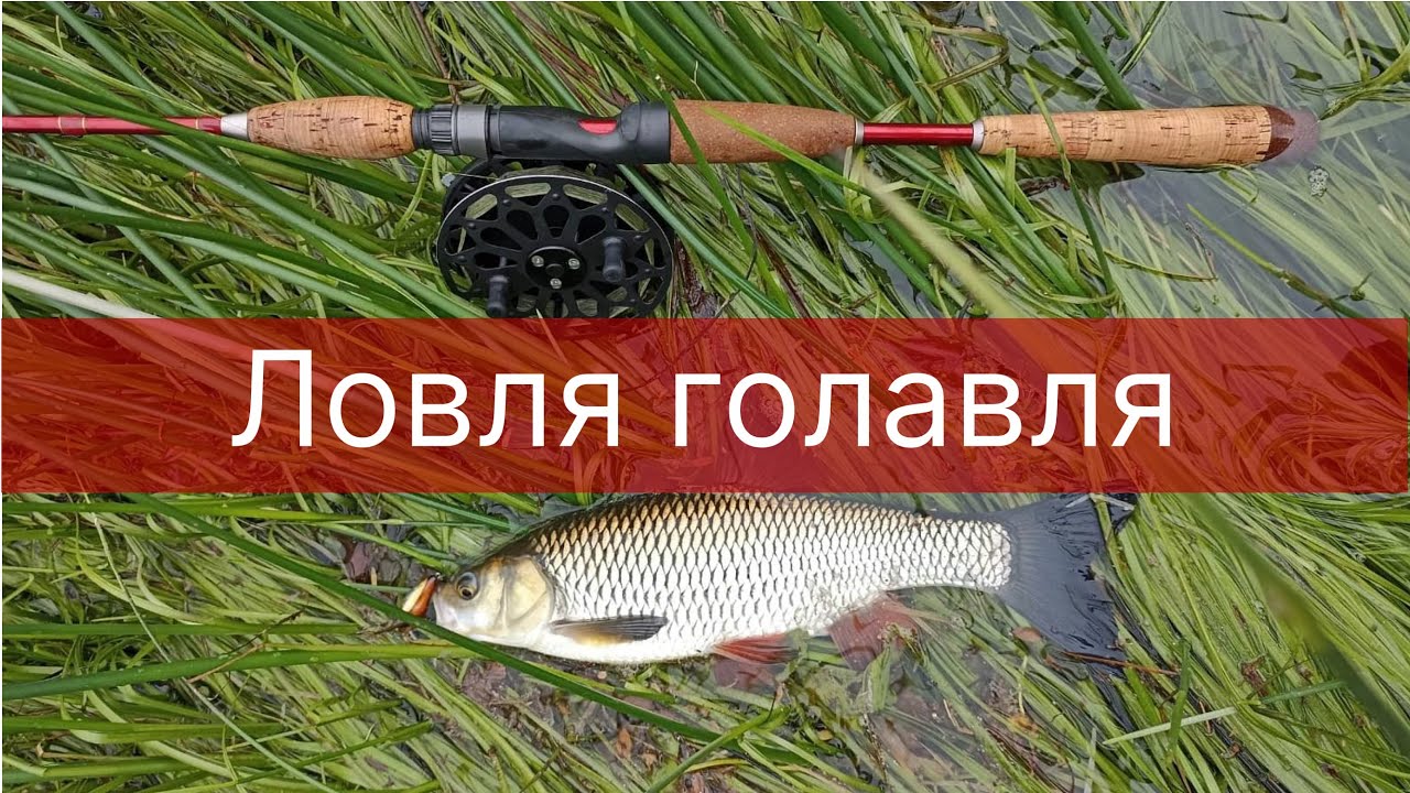 Голавль на перекате. Часть 1