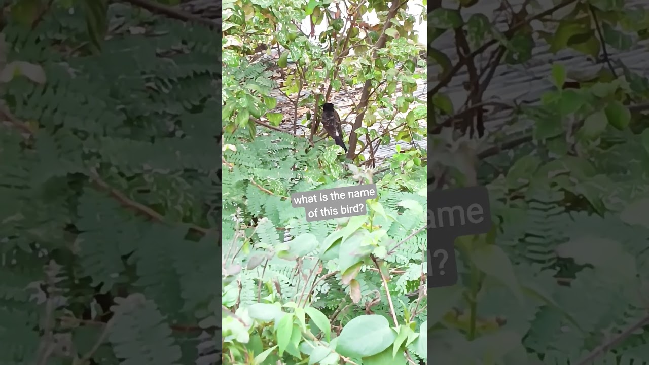 what is the name of this bird? ||hey bird 🕊️ how are you ? #naturalbirdsound#