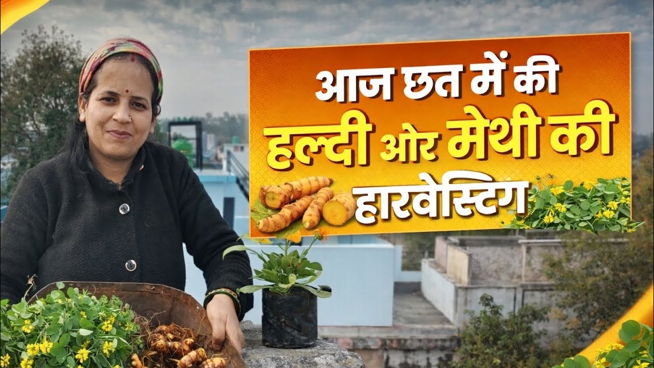 आज छत में की हल्दी और मेथी की हार्वेस्टिंग🌿🌿🌿