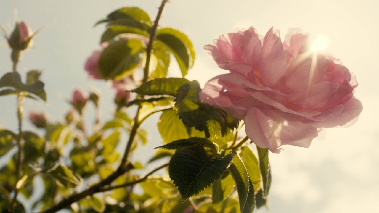 The Beauty of Perfume Making | Clive Christian Perfume |  #APerfumedStory