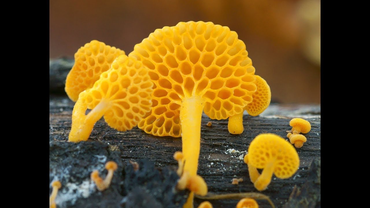 Favolaschia  claudopus