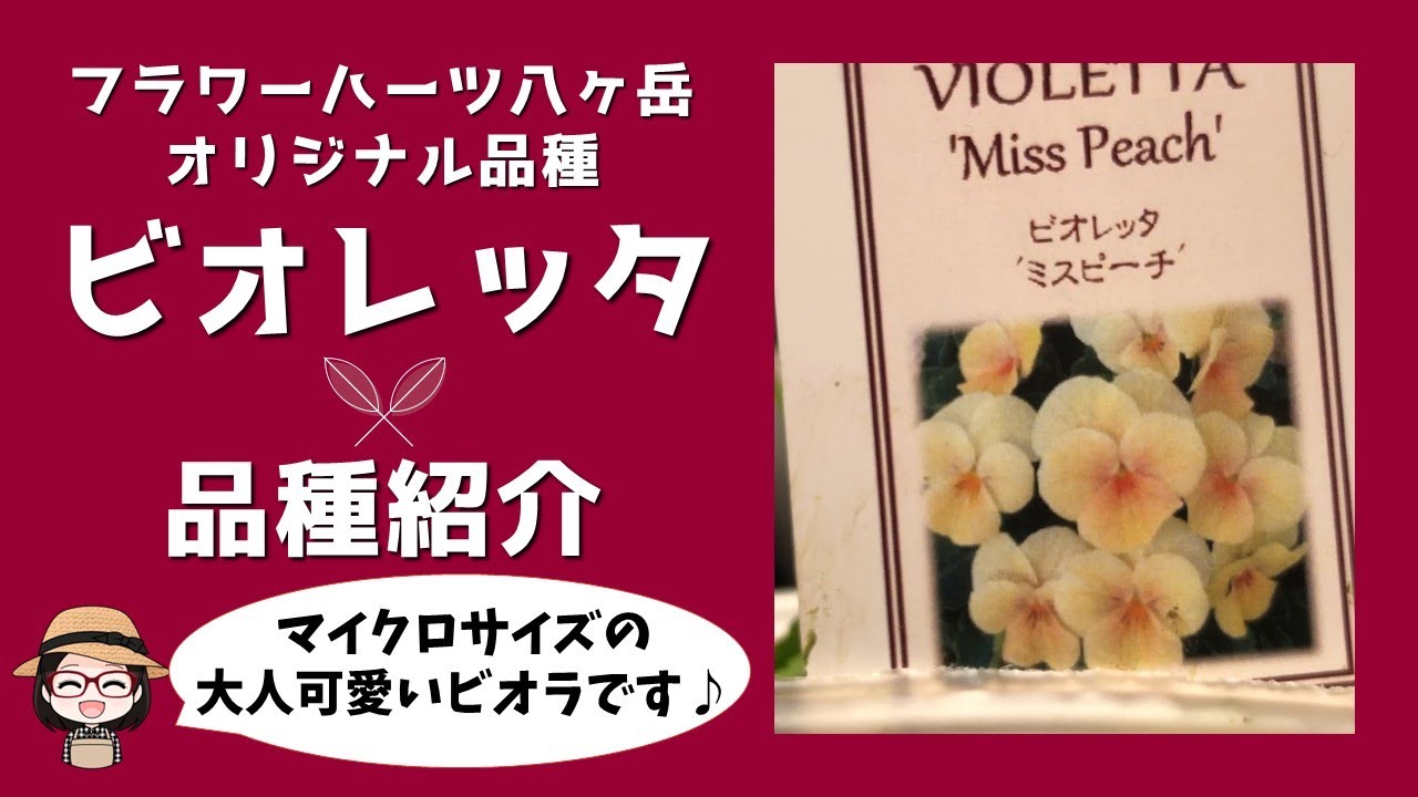 全２４種のうち１０種類を動画でご紹介｜大人可愛いマイクロビオラ｜Introducing 10 of the 24 types of Violetta