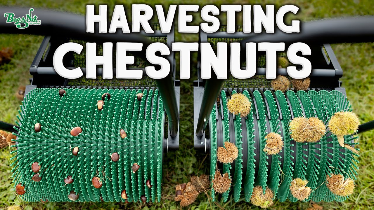 Chestnut Harvester. Picking up Chestnuts with a Bag-A-Nut