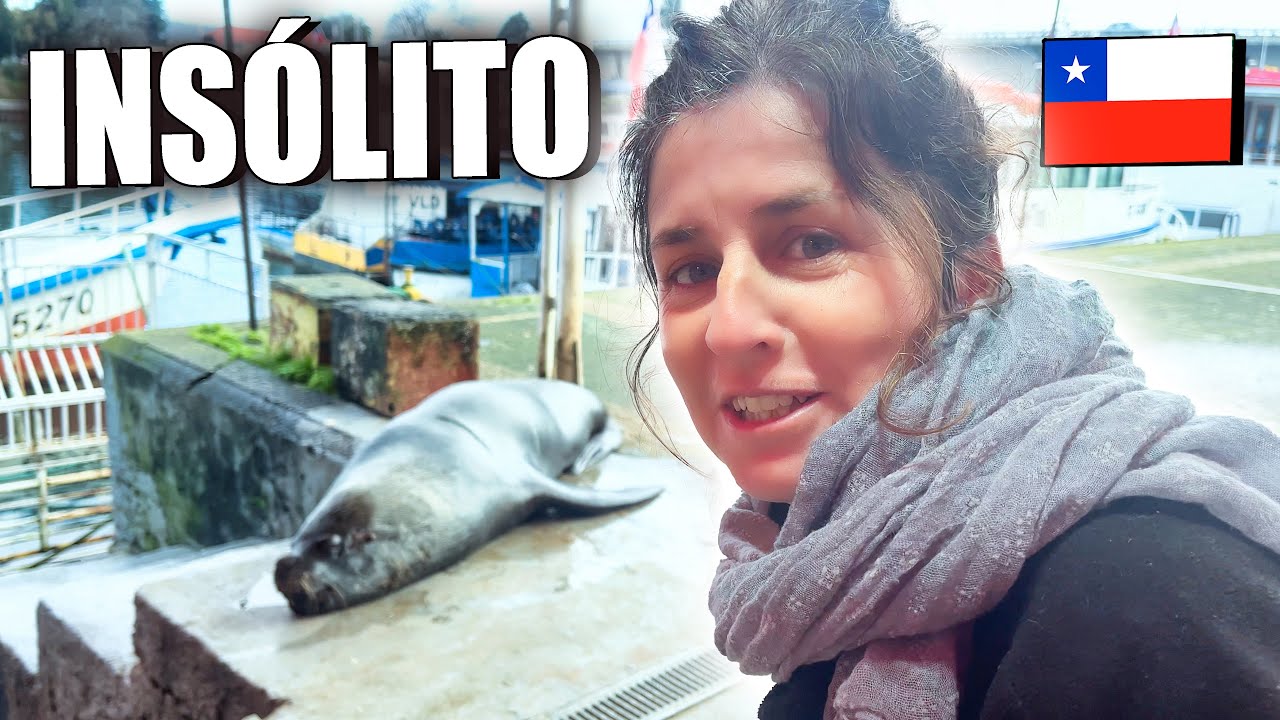 ¿Lobos marinos en la CIUDAD? 🦭 La increíble convivencia que solo verás en CHILE 🇨🇱😲