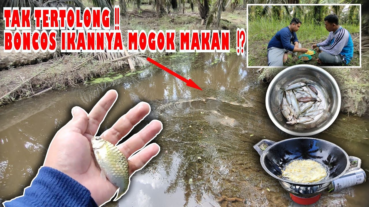 🍃TAK TERTOLONG‼️ BONCOS IKANNYA MOGOK MAKAN ⁉️ #viral #fishing #tranding #fyp