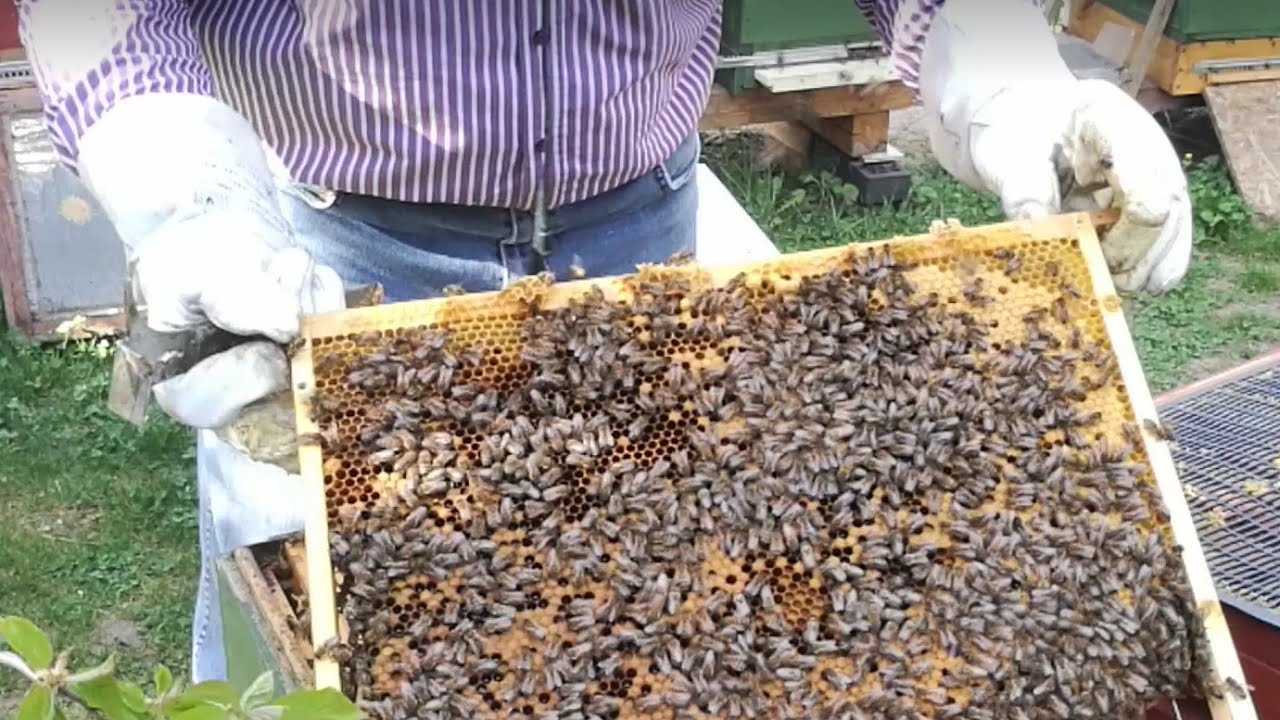 23.04.2020 ( cz. 1 ) Drobne zabiegi przyspieszające, są efekty