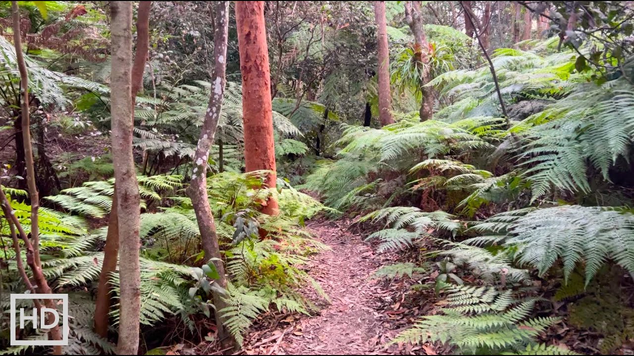 [HD] Bushwalk in Lane Cove, Sydney | Late Afternoon Sounds in Burns Bay Reserve ASMR