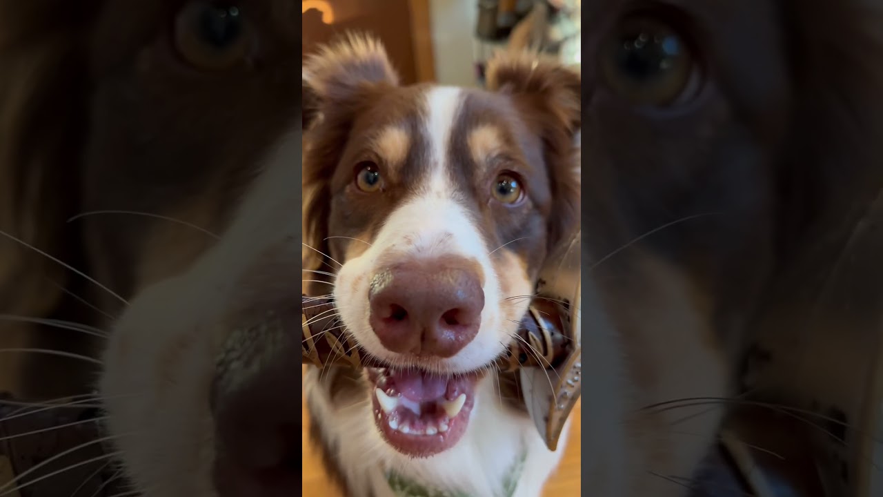 Sword dog origin story ⚔️ #ladypintobean #sworddog #funnydog #australianshepherd