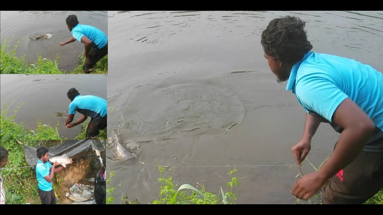 നാടൻ ഏറു ചൂണ്ട  ഉപയോഗിച്ചുള്ള മീൻ പിടുത്തം (local fishing 3kg roghu fish)