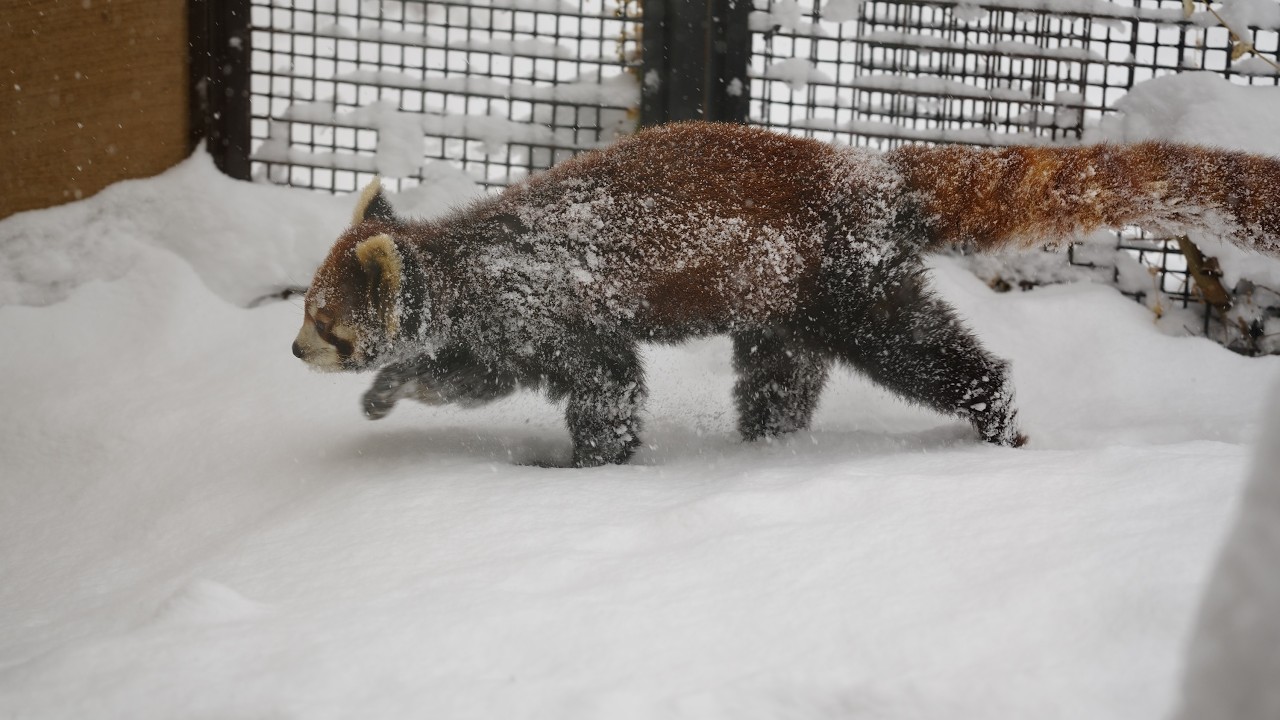 やっと雪だと気づいたプーアルです（円山動物園　レッサーパンダのプーアル）#レッサーパン #redpanda
