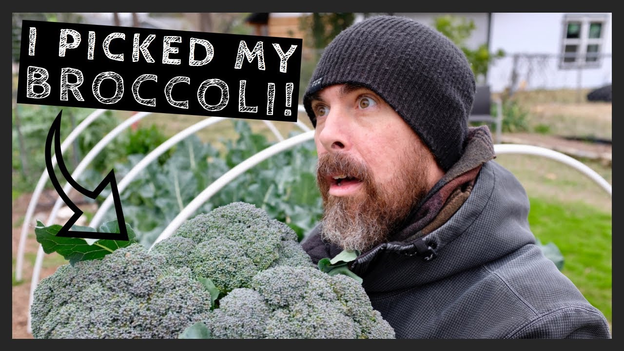 HOW TO MAXIMIZE YOUR BROCCOLI HARVEST BY GETTING THE MOST SIDE SHOOTS