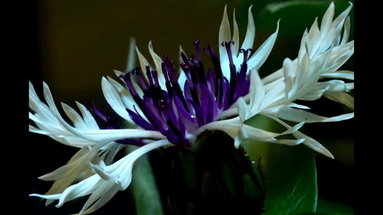 Centaurea Montana Purple Heart flower blooming timelapse
