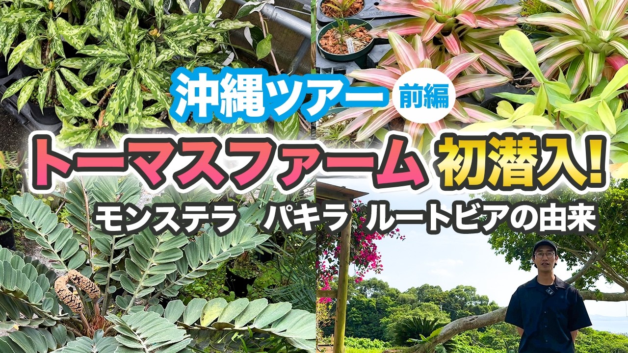 【沖縄】植物の楽園「トーマスファーム」さんで大量仕入れ！【レア品種】【やんばるの森】