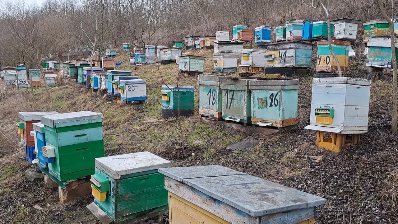 Від якого матковода найкраще перезимували.