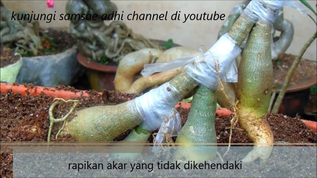 how to implant adenium roots (cara sambung akar adenium)