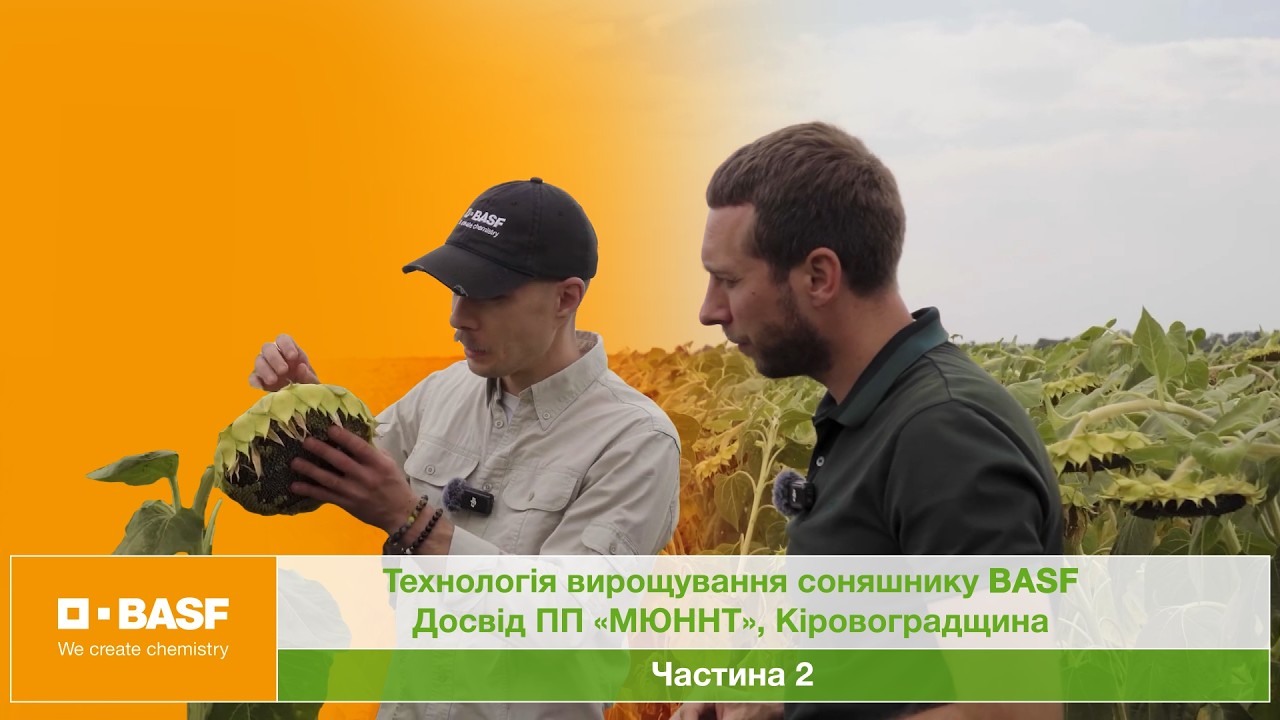 🌻 Частина 2: Технологія вирощування соняшника BASF