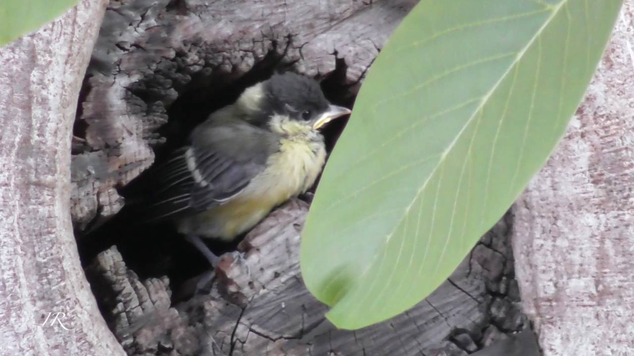 Kohlmeisen fliegen aus (Parus major)