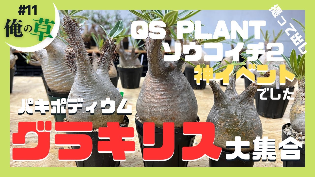 神イベントQSPLANT ソウコイチ2でグラキリス大集合【#11 俺の草】