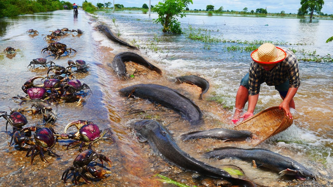I Catch a lots Catfish, Crabs, Snails on the Road Flooding!