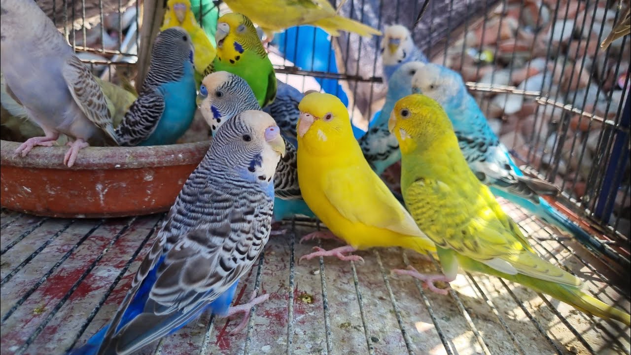 Budgies Parrots ke Update Lahore Shalimar Birds Market Update Sj Pets Lover