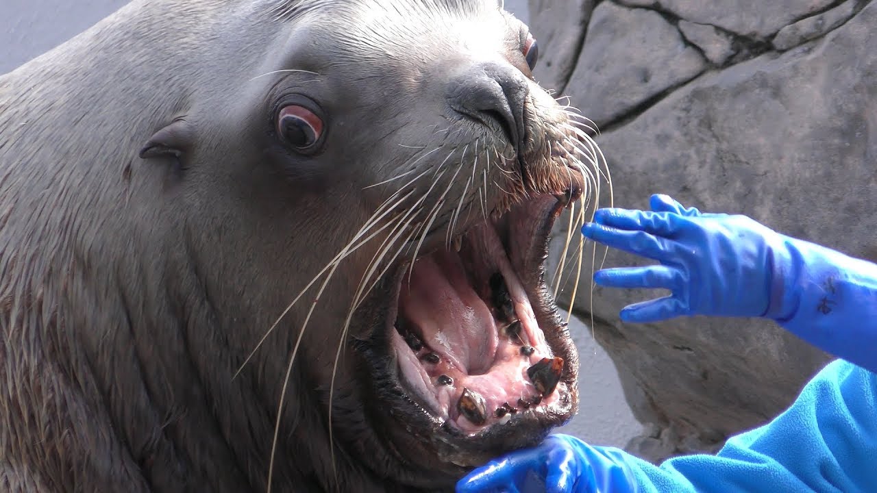 トド の給餌解説 (新潟市水族館 マリンピア日本海) 2019年4月8日