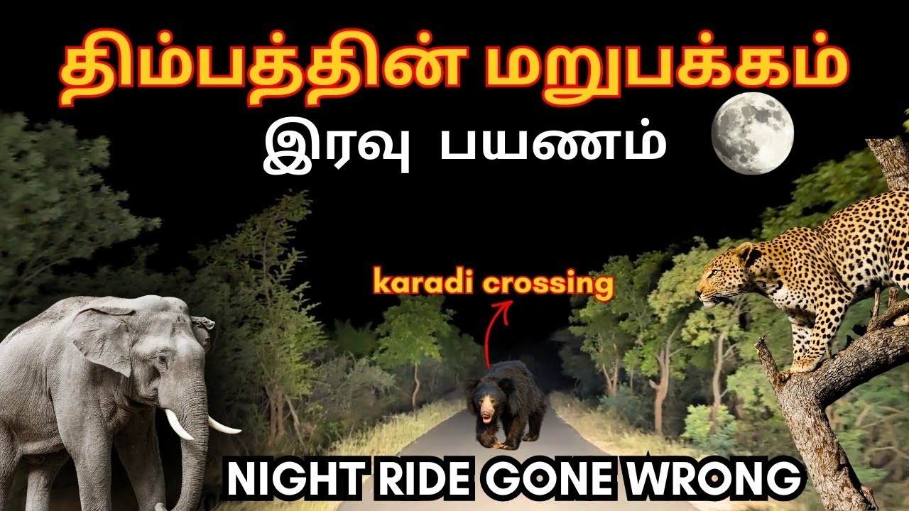 Dhimbam Forest Night Ride| Wild Animals Surrounded Our Vehicle